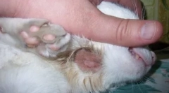 Опасност од соседството со мачка - инфекција лишено